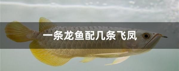 龍魚配飛鳳好還是雙線魚好：飛鳳魚與龍魚混養注意事項