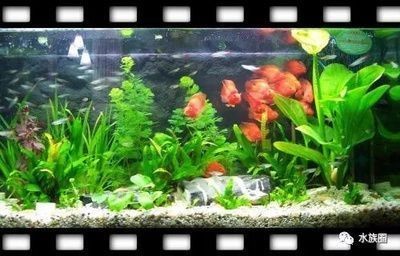 大型魚缸回收價格及圖片（大型魚缸回收價格及圖片高清）