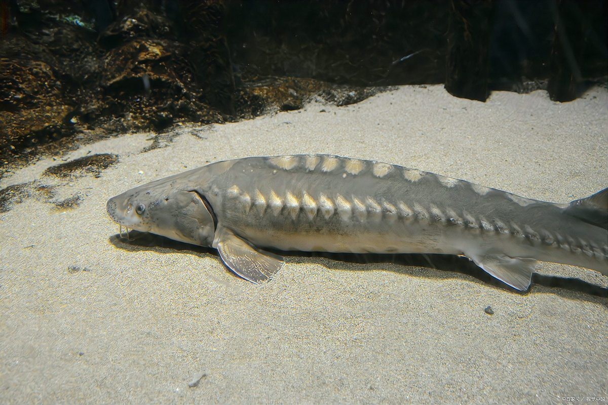 雷龍魚品種大全及價(jià)格