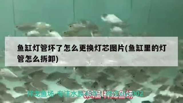魚缸燈光不亮了怎么辦：當魚缸燈光不亮時，首先應檢查電源線是否連接正確且完好