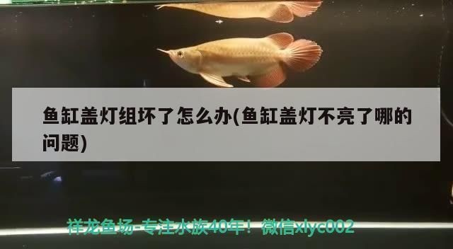 魚缸燈光不亮了怎么辦：當魚缸燈光不亮時，首先應檢查電源線是否連接正確且完好
