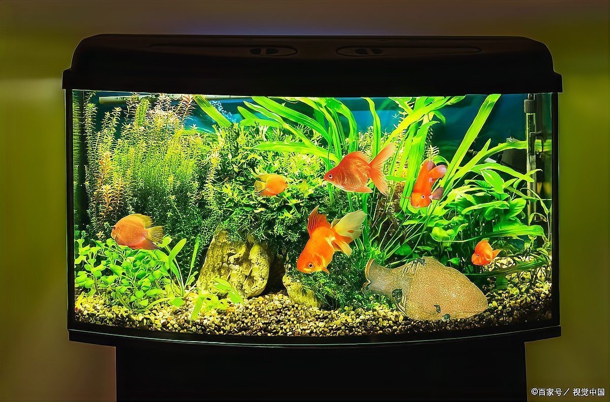 客廳魚擺件有講究嗎
