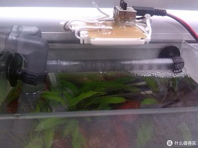 深圳龍魚市場的主要進(jìn)口渠道有哪些