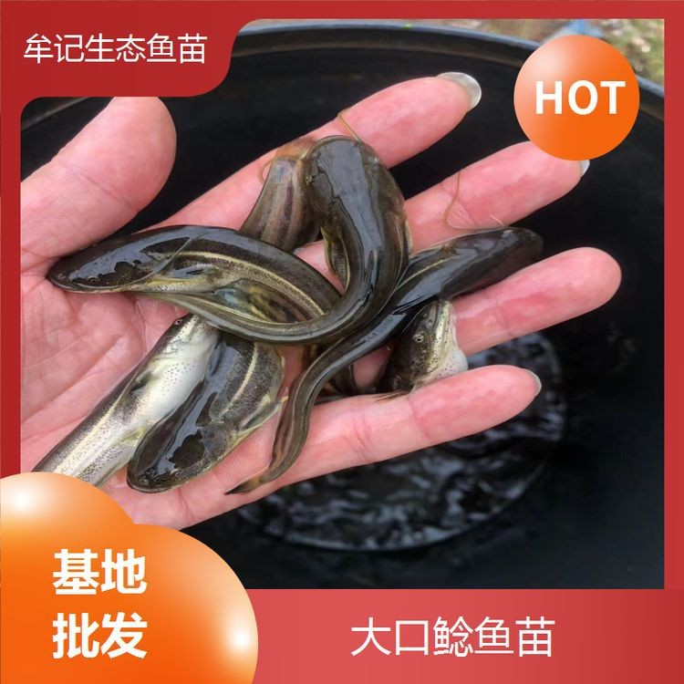 附近有哪里有賣鯰魚苗的