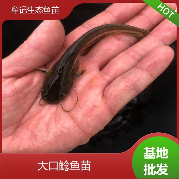 附近有哪里有賣鯰魚苗的