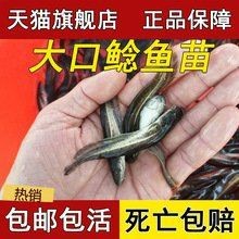 附近有哪里有賣鯰魚苗的