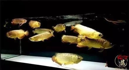 龍魚疾病預(yù)防措施是什么呢圖片：如何保持龍魚水族箱水質(zhì)優(yōu)良 龍魚疾病預(yù)防措施是什么呢圖片：如何保持龍魚水族箱水質(zhì)優(yōu)良 龍魚百科 第4張