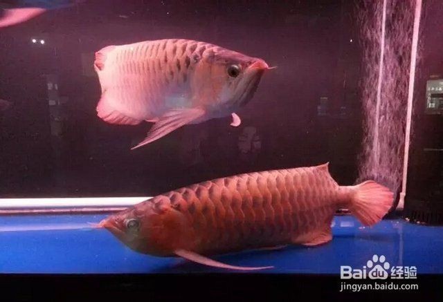 龍魚彎著身子趴缸怎么辦：龍魚彎著身子趴缸怎么辦龍魚彎著身子趴缸怎么辦 龍魚彎著身子趴缸怎么辦：龍魚彎著身子趴缸怎么辦龍魚彎著身子趴缸怎么辦 龍魚百科 第2張