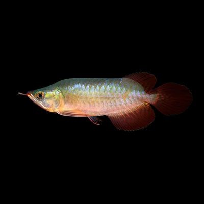 網(wǎng)上哪家賣(mài)龍魚(yú)便宜好養(yǎng)：龍魚(yú)養(yǎng)護(hù)技巧