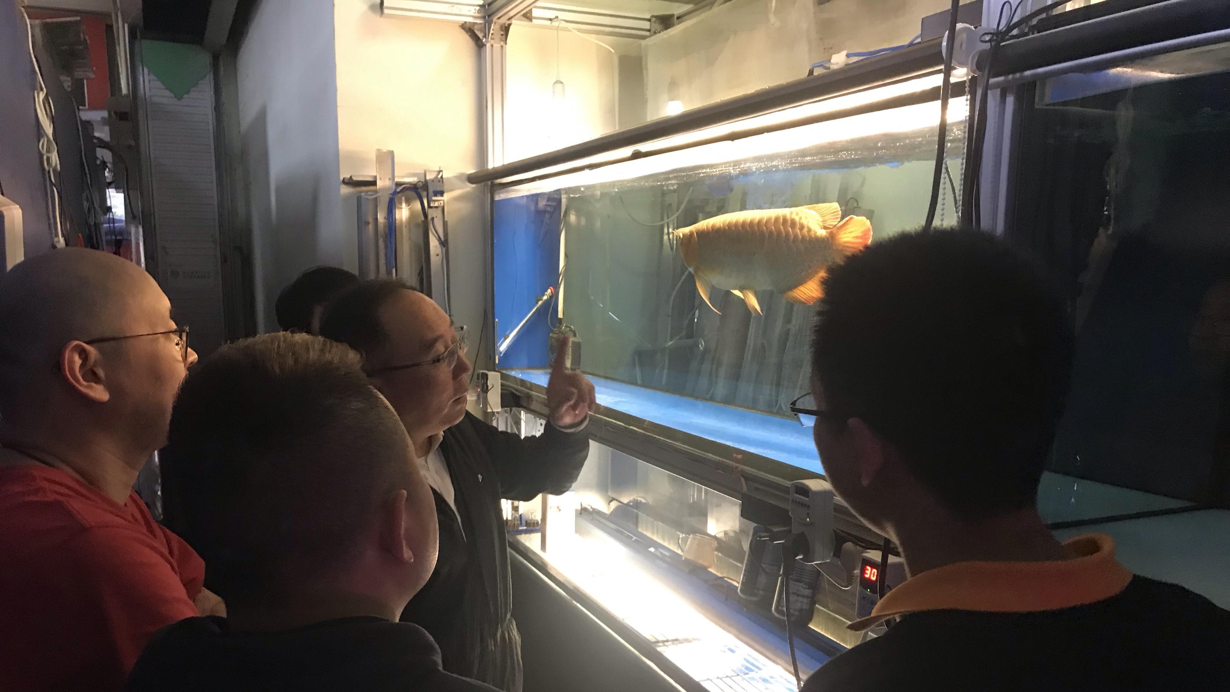 斗魚鰓張開怎么辦？，斗魚鰓張開不一定是缺氧，如何判斷斗魚是否缺氧