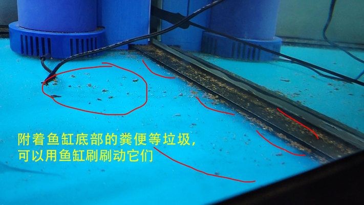 魚缸里有魚寶寶怎么換水：魚缸換水后如何穩定水質和魚寶寶健康的重要因素