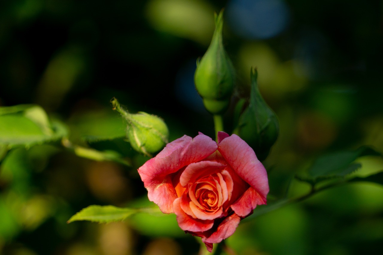 肅州區(qū)鳥(niǎo)語(yǔ)花香花卉園（肅州區(qū)鳥(niǎo)語(yǔ)花香花卉園地址）