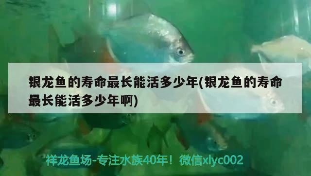 銀龍魚的壽命最長能活多少年(銀龍魚的壽命最長能活多少年啊)