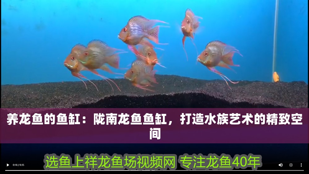 養龍魚的魚缸：隴南龍魚魚缸，打造水族藝術的精致空間