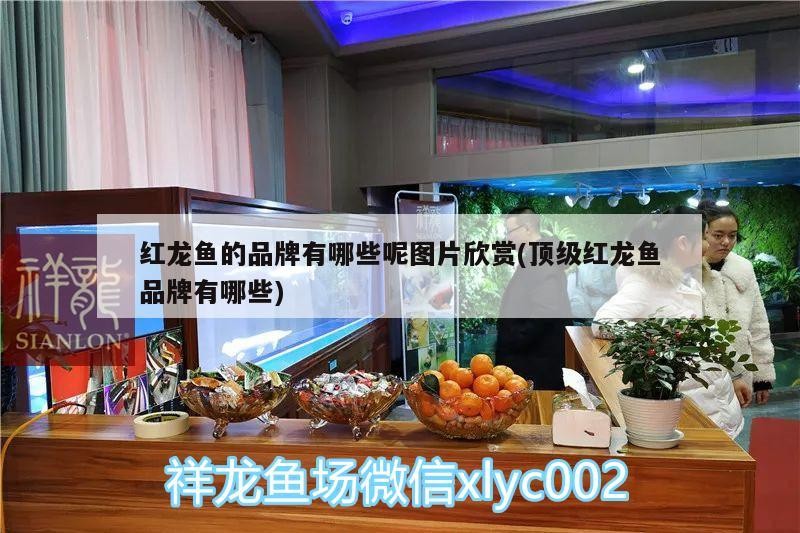 銀龍魚爛嘴怎么辦銀龍魚嘴爛了一星期能長好嗎，銀龍魚嘴巴爛了怎么辦圖片視頻大全和銀龍魚嘴爛了一星期能長好嗎 銀龍魚爛嘴怎么辦銀龍魚嘴爛了一星期能長好嗎，銀龍魚嘴巴爛了怎么辦圖片視頻大全和銀龍魚嘴爛了一星期能長好嗎 銀龍魚百科 第3張