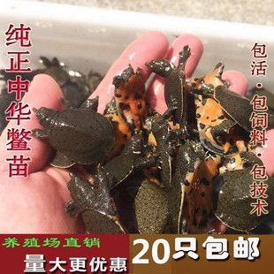 龍魚翻腮多久就硬化了正常：龍魚苗喂養指南