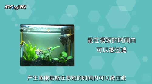魚缸里的氧氣泵要一直開（夏季魚缸增氧技巧氧氣泵使用對魚的影響如何判斷魚缸缺氧）