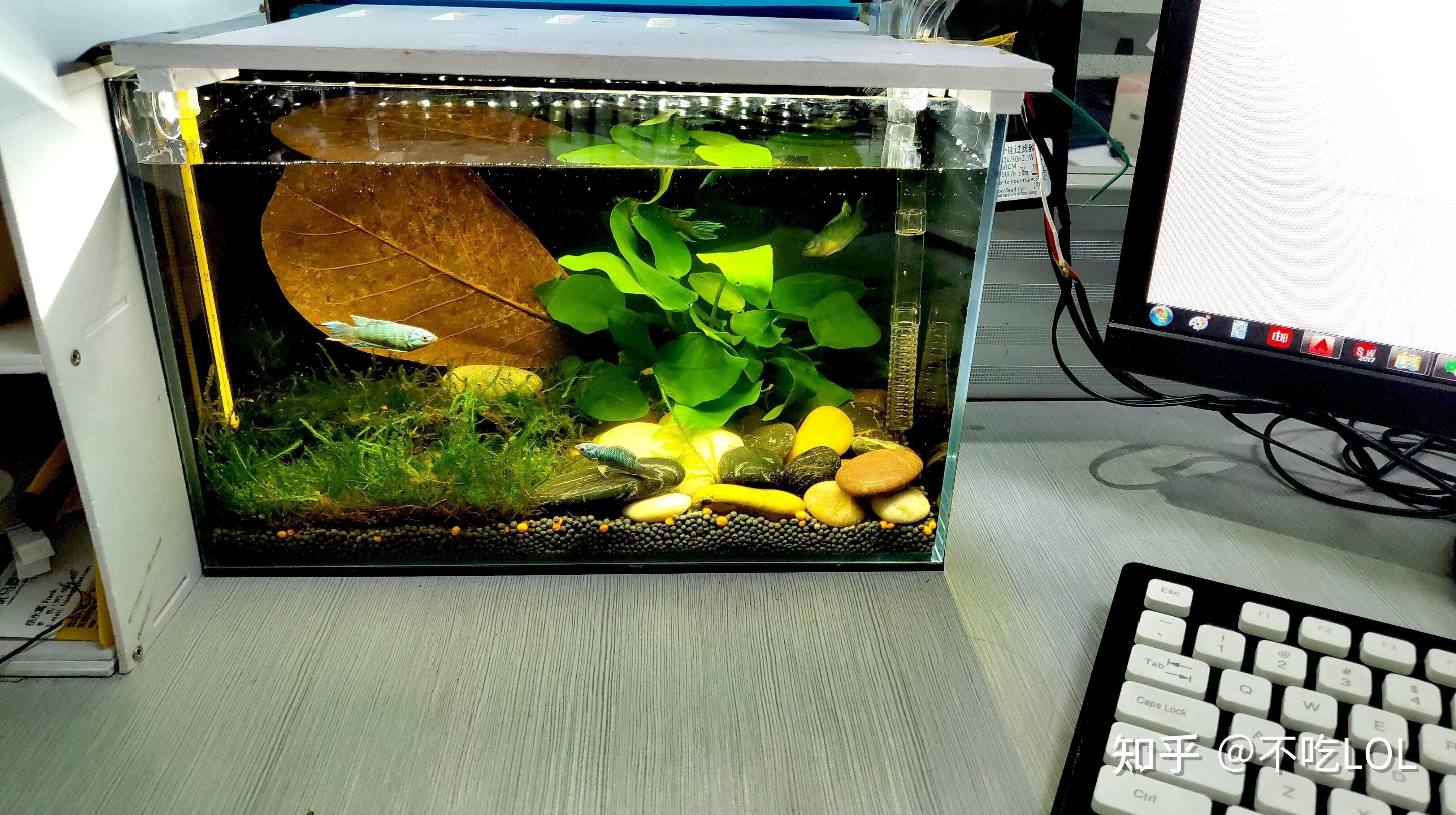 好看的小魚缸（如何挑選一個好看的小魚缸）