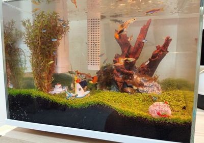 魚缸生態系統的清洗方法和注意事項和注意事項和注意事項：畫法幾何魚缸水泵清洗方法 魚缸生態系統的清洗方法和注意事項和注意事項和注意事項：畫法幾何魚缸水泵清洗方法 魚缸百科 第3張