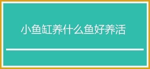 南海市羅村羅湖金龍<strong><mark>水族器材</mark></strong>店（羅村哪里有金魚(yú)買(mǎi)）