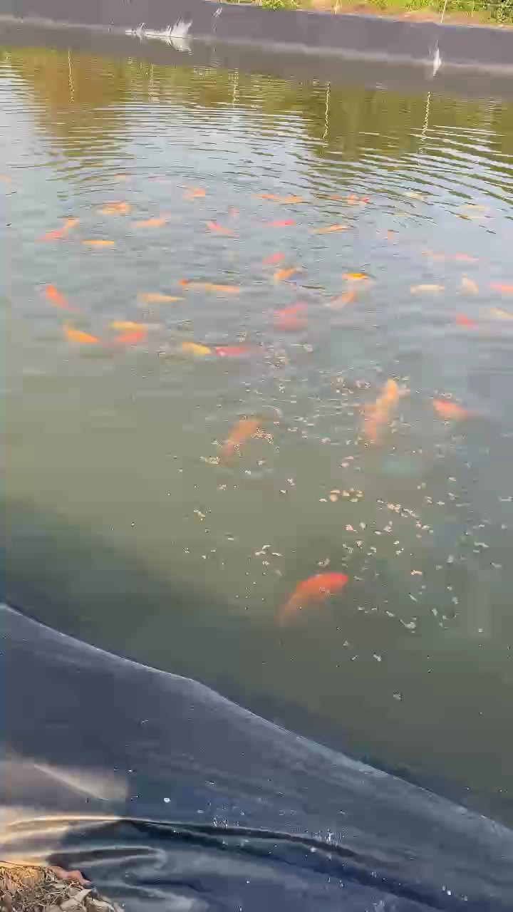介子錦鯉，
