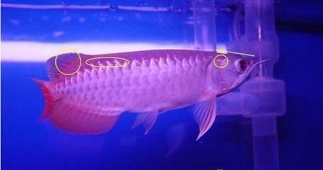 白色的銀龍魚叫什么(銀龍魚代表啥)