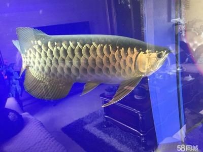 高背金龍魚怎么養(yǎng)才能活（高背金龍魚的飼養(yǎng)方法）