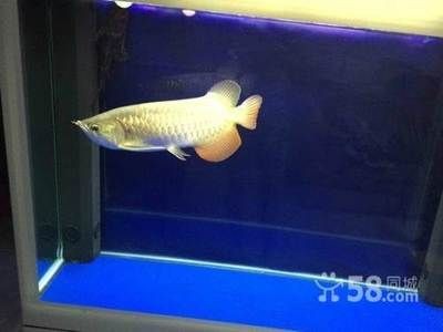 高背金龍魚怎么養才能活（高背金龍魚的飼養方法）