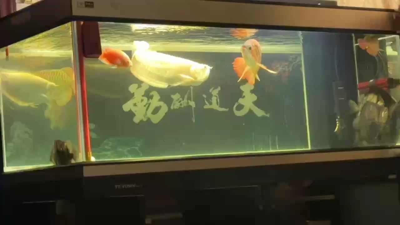 弱爆了 弱爆了 龍魚論壇 第1張