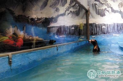 魚缸養護與常見誤區養魚：花鳥市場魚缸養護與常見誤區