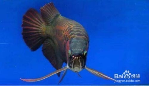 龍魚為什么兜嘴：龍魚兜嘴為什么兜嘴，龍魚為什么兜嘴，龍魚兜嘴的主要原因