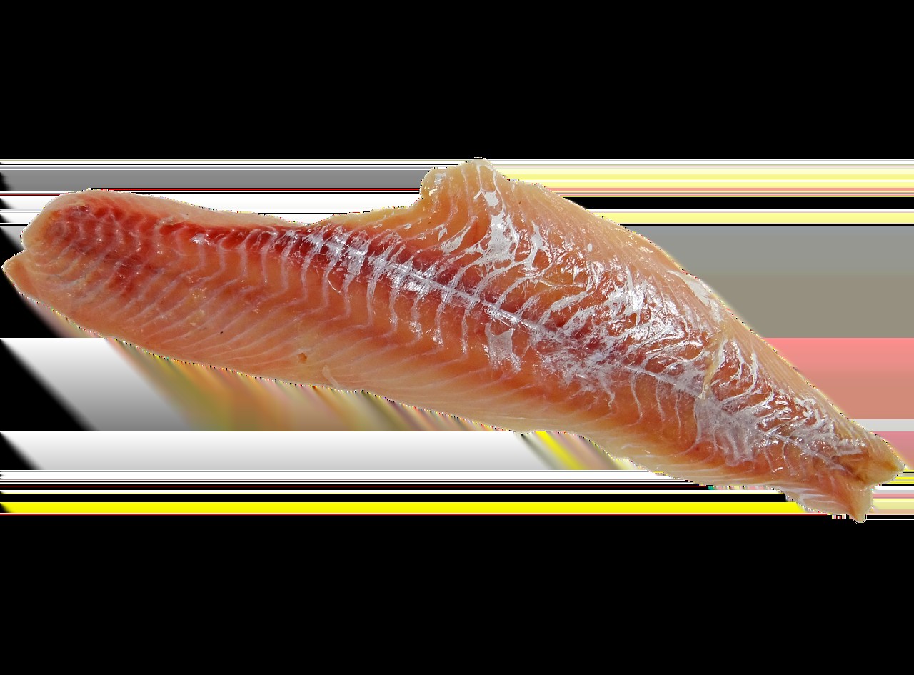 突角鼻魚