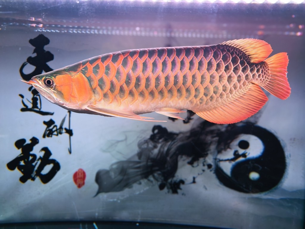 有喜歡的有緣人么