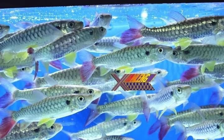 紅尾平克魚能長多大 龍魚論壇 第3張 紅尾平克魚能長多大 紅尾平克魚能長多大 龍魚論壇 第3張