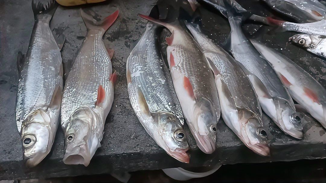 紅尾平克魚能長多大 龍魚論壇 第7張 紅尾平克魚能長多大 紅尾平克魚能長多大 龍魚論壇 第7張