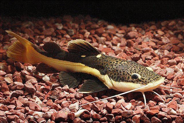 紅尾平克魚能長多大 龍魚論壇 第13張 紅尾平克魚能長多大 紅尾平克魚能長多大 龍魚論壇 第13張