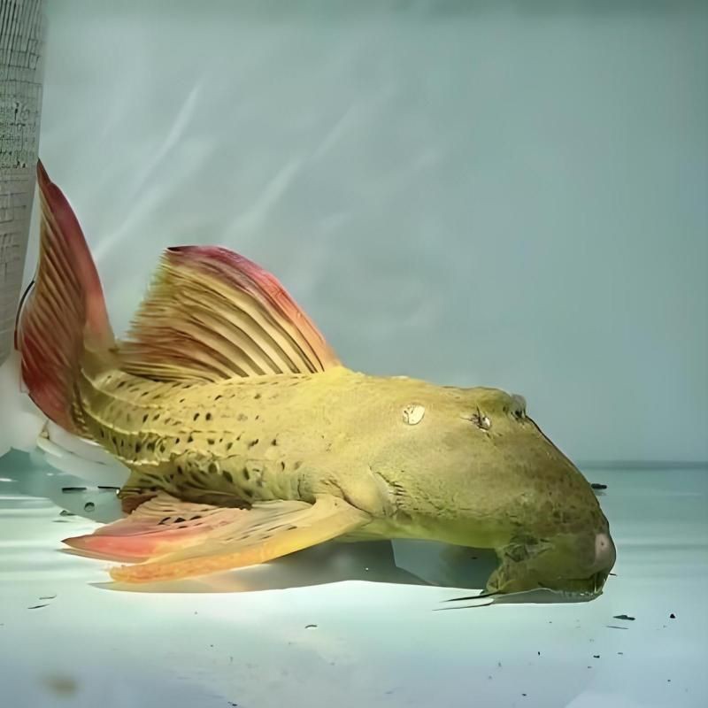 紅尾平克魚能長多大 龍魚論壇 第11張 紅尾平克魚能長多大 紅尾平克魚能長多大 龍魚論壇 第11張