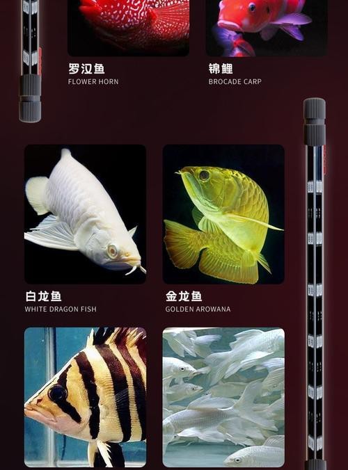 紅龍魚怎么買比較好 紅龍魚怎么買比較好 龍魚百科 第7張