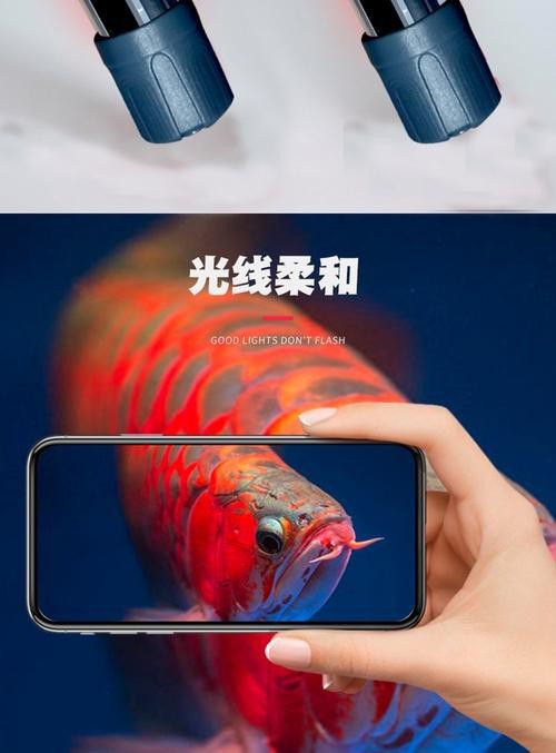 紅龍魚怎么買比較好 紅龍魚怎么買比較好 龍魚百科 第9張