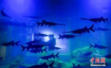 濟南水族館：山東濟南水族館門票價格開放時間開放時間開放時間 濟南水族館：山東濟南水族館門票價格開放時間開放時間開放時間 龍魚百科 第4張