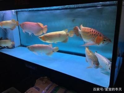 水族箱養龍魚需要一直開過遮嗎：水族箱養龍魚不需要一直開燈2小時就可以滿足龍魚的基本需求