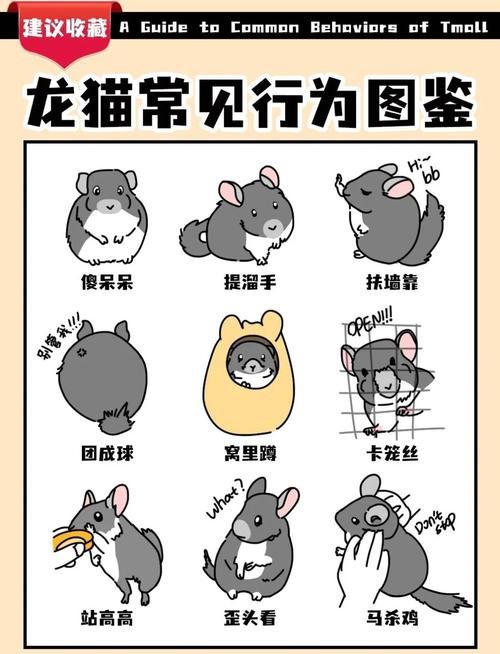 如何判斷龍貓和貓是否適應共存？