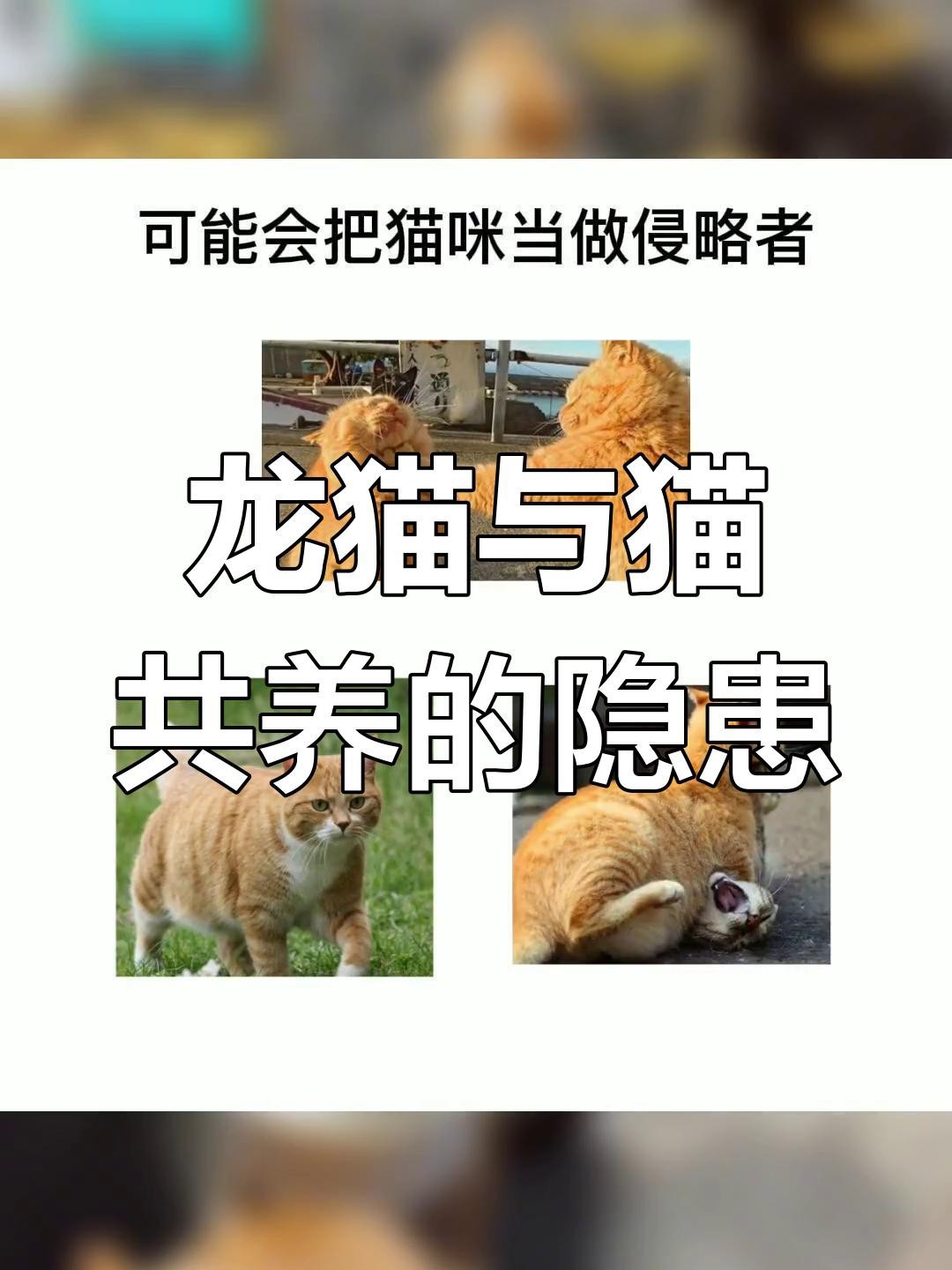 如何判斷龍貓和貓是否適應共存？