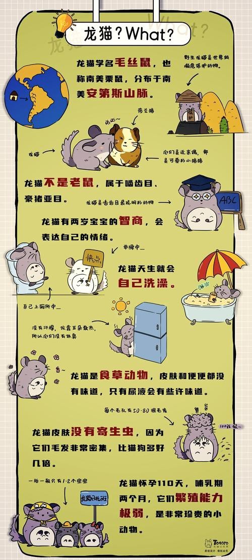 如何判斷龍貓和貓是否適應共存？