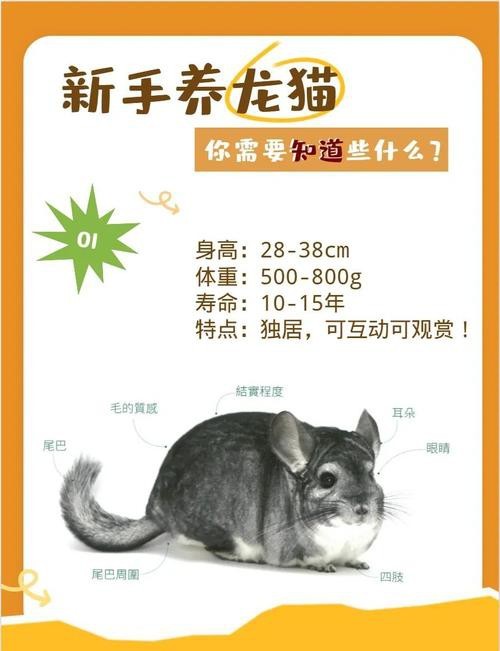 如何判斷龍貓和貓是否適應共存？