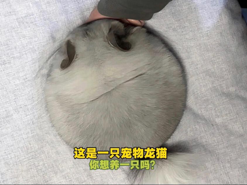 如何判斷龍貓和貓是否適應共存？
