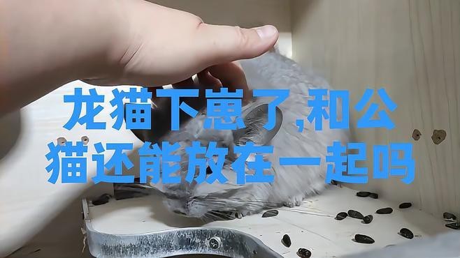 如何判斷龍貓和貓是否適應共存？