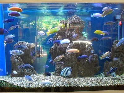 高端魚缸品牌排行榜：博宇水族器材的創新技術有哪些,森森魚缸的設計理念是什么