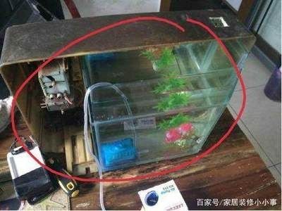 甘肅龍魚的繁殖方法是什么？，甘肅龍魚的人工繁殖方法 甘肅龍魚的繁殖方法是什么？，甘肅龍魚的人工繁殖方法 龍魚百科 第2張