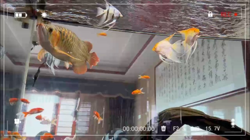 祥龍魚場有哪些分站？（祥龍魚場全國各分站的聯系方式）